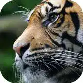 Free play online King Tiger 3D Locker Theme APK
