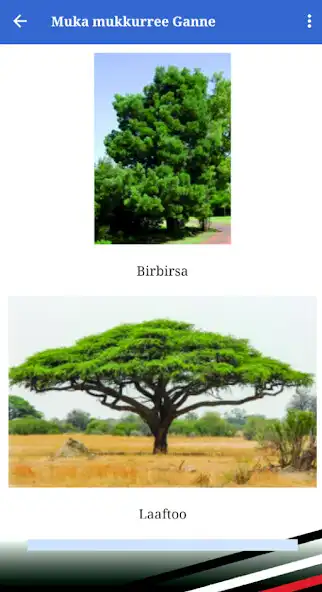 Play Kitaaba Gadaa Kutaa 1ffaa  and enjoy Kitaaba Gadaa Kutaa 1ffaa with UptoPlay