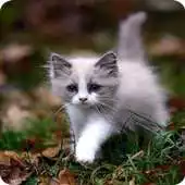Free play online Kitten and Cat Wallpaper HD APK Free play online Kitten and Cat Wallpaper HD APK