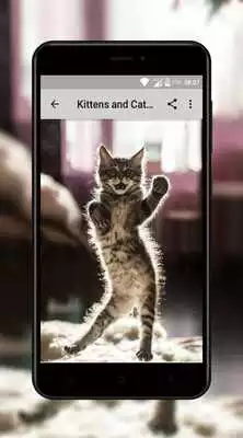 Play Kitten and Cat Wallpaper HD
