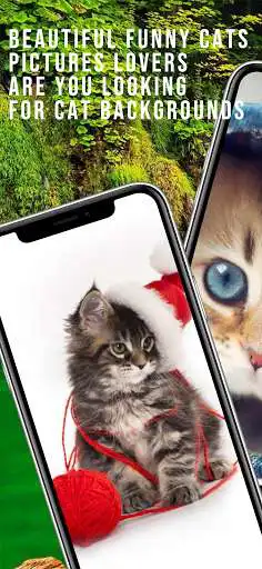 Play Kitten Cat Cute Wallpaper  and enjoy Kitten Cat Cute Wallpaper with UptoPlay