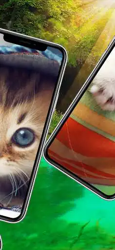 Play Kitten Cat Cute Wallpaper as an online game Kitten Cat Cute Wallpaper with UptoPlay