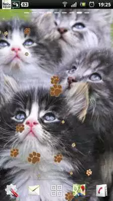 Play Kitten Live Wallpaper