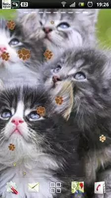 Play Kitten Live Wallpaper