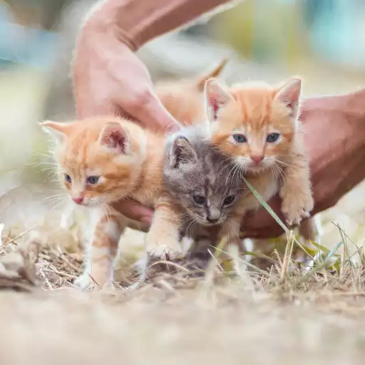 Play Kittens And Cats Wallpapers APK Play Kittens And Cats Wallpapers APK
