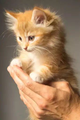 Play Kittens And Cats Wallpapers  and enjoy Kittens And Cats Wallpapers with UptoPlay
