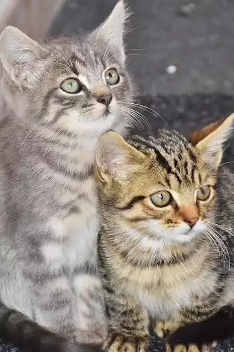Play Kittens And Cats Wallpapers as an online game Kittens And Cats Wallpapers with UptoPlay