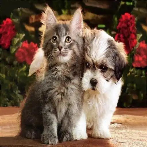 Play Kittens and puppies APK Play Kittens and puppies APK