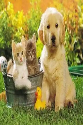 Play Kittens and puppies  and enjoy Kittens and puppies with UptoPlay