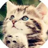 Free play online Kittens Arent Forever APK