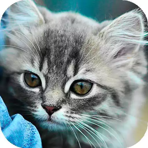 Play Kittens & Cats Wallpaper HD (backgrounds) APK