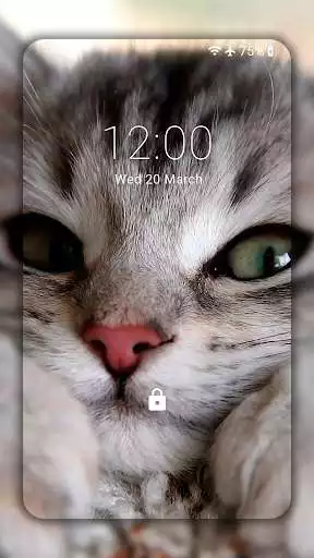 Play Kittens & Cats Wallpaper HD (backgrounds)  and enjoy Kittens & Cats Wallpaper HD (backgrounds) with UptoPlay