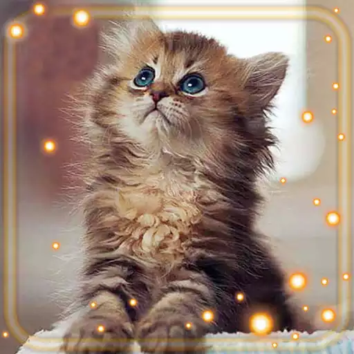 Free play online Kittens Live Wallpaper APK Free play online Kittens Live Wallpaper APK