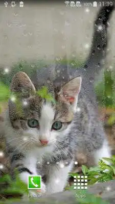 Play Kittens Live Wallpaper