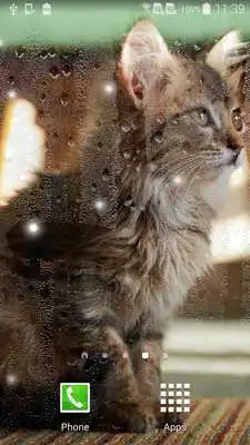 Play Kittens Live Wallpaper