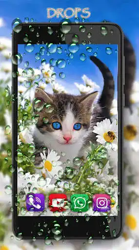 Play Kittens Lovely LWP as an online game Kittens Lovely LWP with UptoPlay