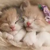 Free play online Kittens New Wallpapers Themes APK