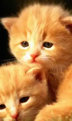 Play Kittens New Wallpapers Themes Play Kittens New Wallpapers Themes