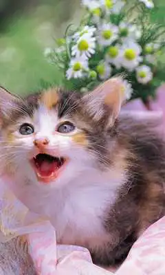 Play Kittens New Wallpapers Themes Play Kittens New Wallpapers Themes