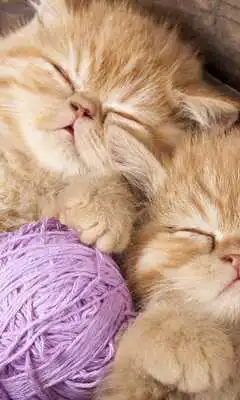 Play Kittens New Wallpapers Themes Play Kittens New Wallpapers Themes