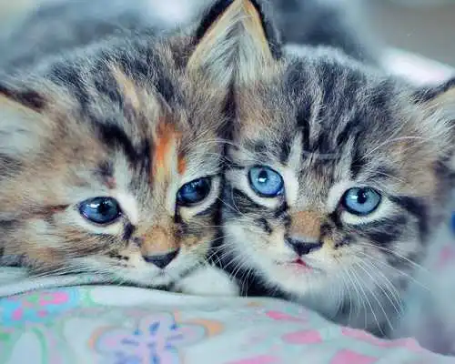 Play Kittens New Wallpapers Themes Play Kittens New Wallpapers Themes