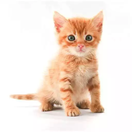 Free play online Kitten sounds APK Free play online Kitten sounds APK