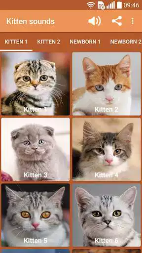 Play Kitten sounds