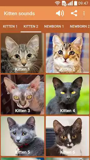 Play Kitten sounds