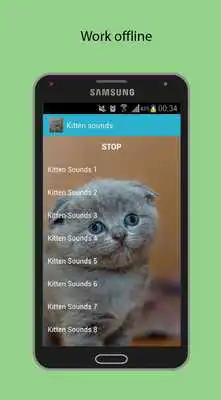 Play Kitten sounds