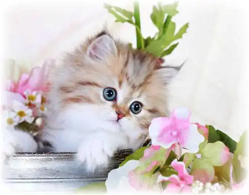 Play Kittens and enjoy Kittens with UptoPlay Play Kittens and enjoy Kittens with UptoPlay