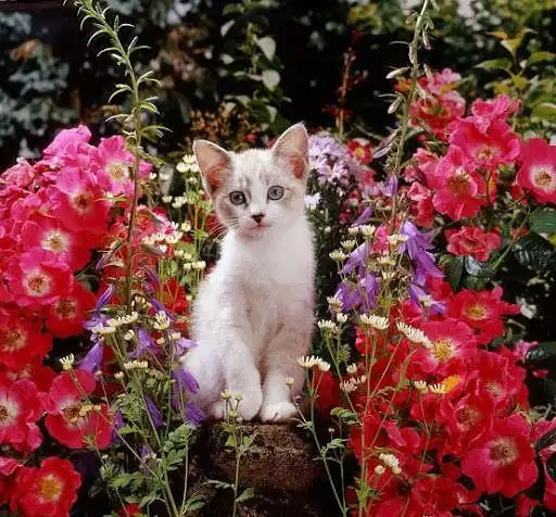 Play Kittens as an online game online Kittens with UptoPlay Play Kittens as an online game Kittens with UptoPlay