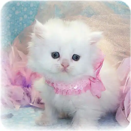 Play Kittens Wallpaper APK