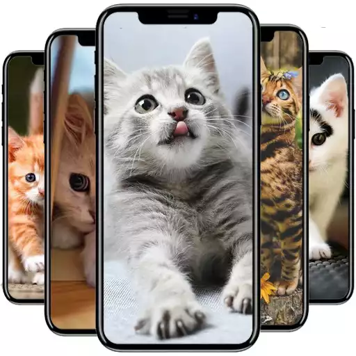 Play Kitten Wallpaper APK Play Kitten Wallpaper APK