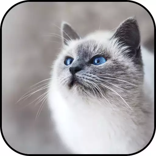Play kitten wallpapers APK