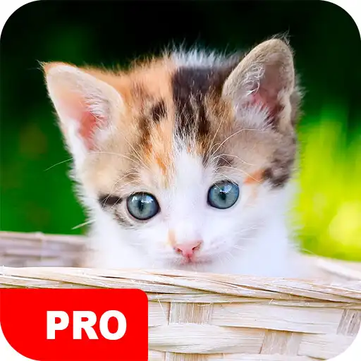 Play Kitten Wallpapers PRO APK