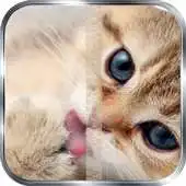 Free play online Kitten Zipper Lock APK Free play online Kitten Zipper Lock APK