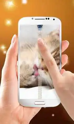 Play Kitten Zipper Lock