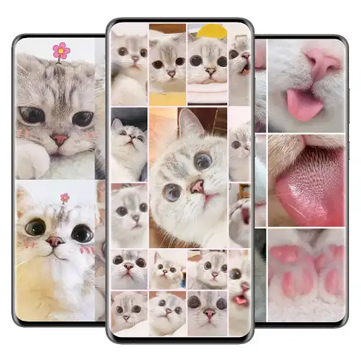 Play Kitty cat Wallpaper HD APK