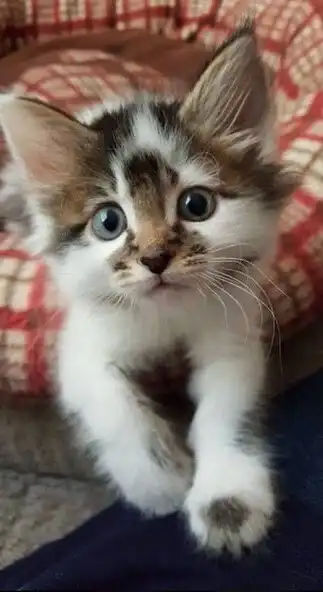 Play Kitty cat Wallpaper HD as an online game online Kitty cat Wallpaper HD with UptoPlay Play Kitty cat Wallpaper HD as an online game Kitty cat Wallpaper HD with UptoPlay