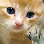 Free play online KITTY FISH LIVE WALLPAPER(2) APK Free play online KITTY FISH LIVE WALLPAPER(2) APK