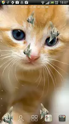 Play KITTY  FISH LIVE WALLPAPER(2)