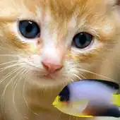 Free play online KITTY FISH LIVE WALLPAPER(9) APK Free play online KITTY FISH LIVE WALLPAPER(9) APK
