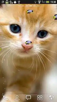 Play KITTY  FISH LIVE WALLPAPER(9)
