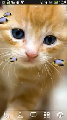 Play KITTY  FISH LIVE WALLPAPER(9)