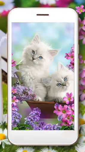 Play Kitty Fluffy Glamour  and enjoy Kitty Fluffy Glamour with UptoPlay