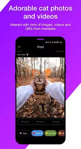 Play KittyKrush - Cat photos and videos  and enjoy KittyKrush - Cat photos and videos with UptoPlay