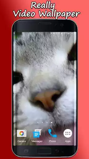 Play Kitty Licks Screen  and enjoy Kitty Licks Screen with UptoPlay