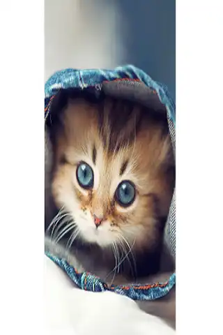 Play Kitty  and enjoy Kitty with UptoPlay