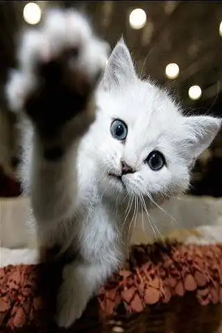 Play Kitty as an online game Kitty with UptoPlay