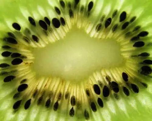 Play Kiwi Wallpapers